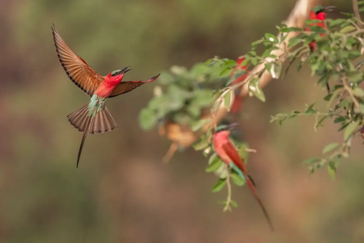 Carmine bee eaters fluttering on a branch in Zimbabwe
