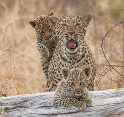 Wilderness Chitabe Lediba Wildlife Leopard