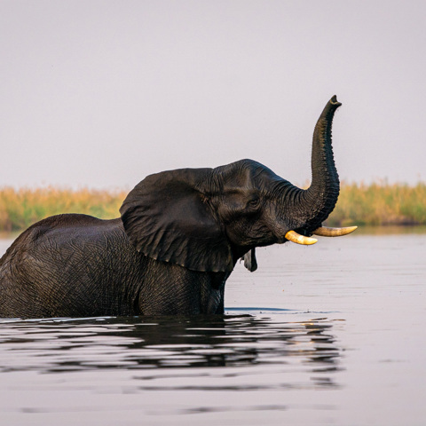 An elephant crossing a river with its trunk raised