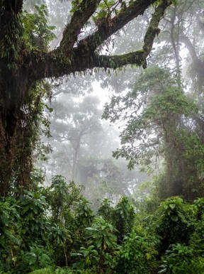 Wilderness Rwanda Habitat Rain Forest
