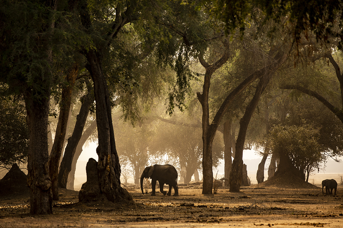 Wilderness Zimbabwe Landscape Woodland