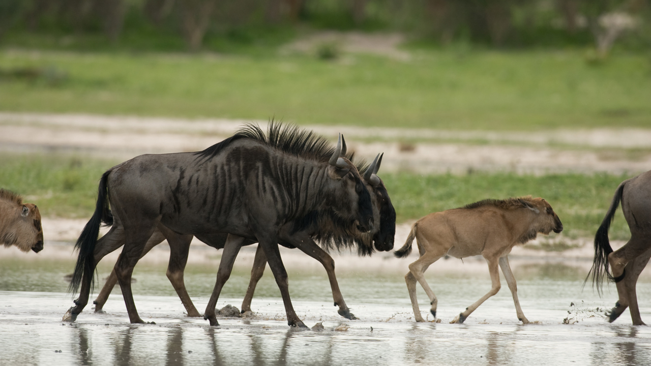 A herd of wildebeest with new borns walking through the waters of the Okavango Delta in Botswana