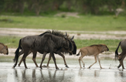 A herd of wildebeest with new borns walking through the waters of the Okavango Delta in Botswana