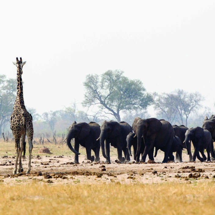 Wilderness Davisons Zimbabwe Wildlife Elephant And Giraffe