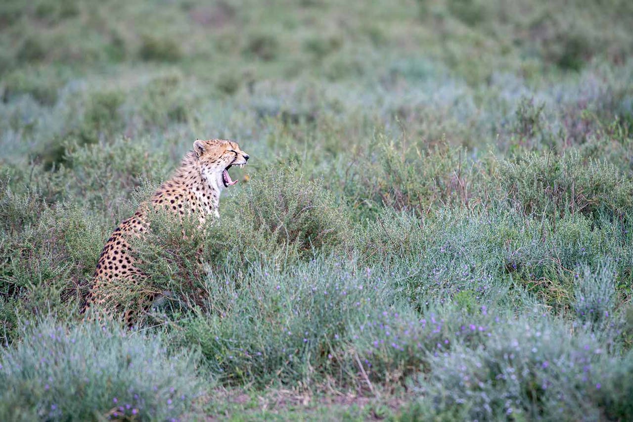 African savannah wildlife sightings in Tanzania safari