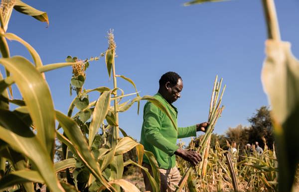 A subsistence farmer in a bright green shirt tending to his tall sorghum or millet crops under a clear blue sky in rural Botswana.