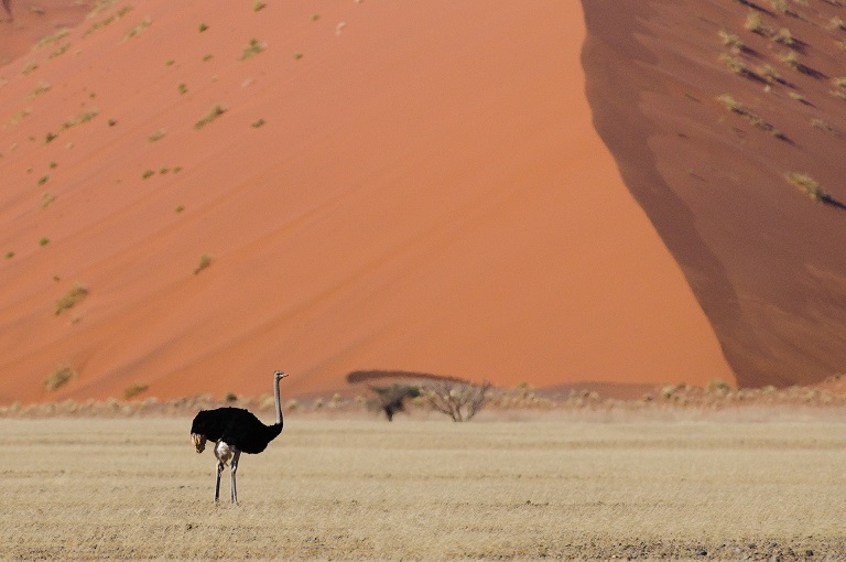Wilderness Namibia Wildlife Ostrich