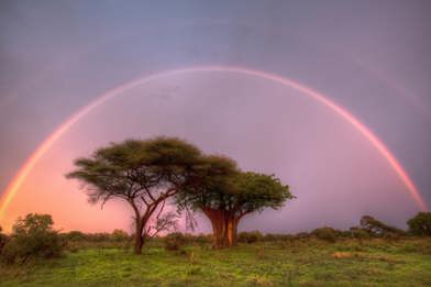 A stunning, vibrant double rainbow arching over the savanna trees at Mombo Camp, Okavango Delta after a rain shower, with a soft pink and purple sky.
