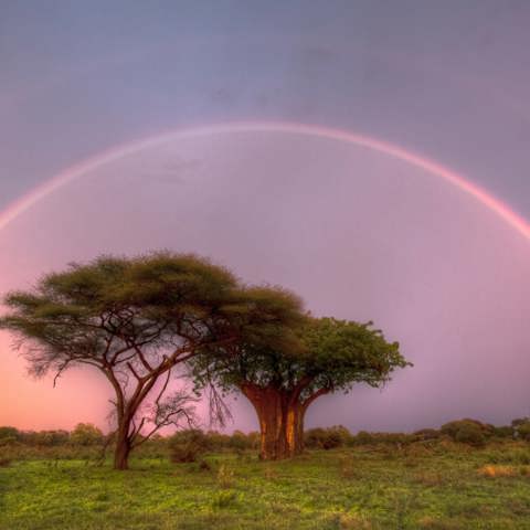 A stunning, vibrant double rainbow arching over the savanna trees at Mombo Camp, Okavango Delta after a rain shower, with a soft pink and purple sky.