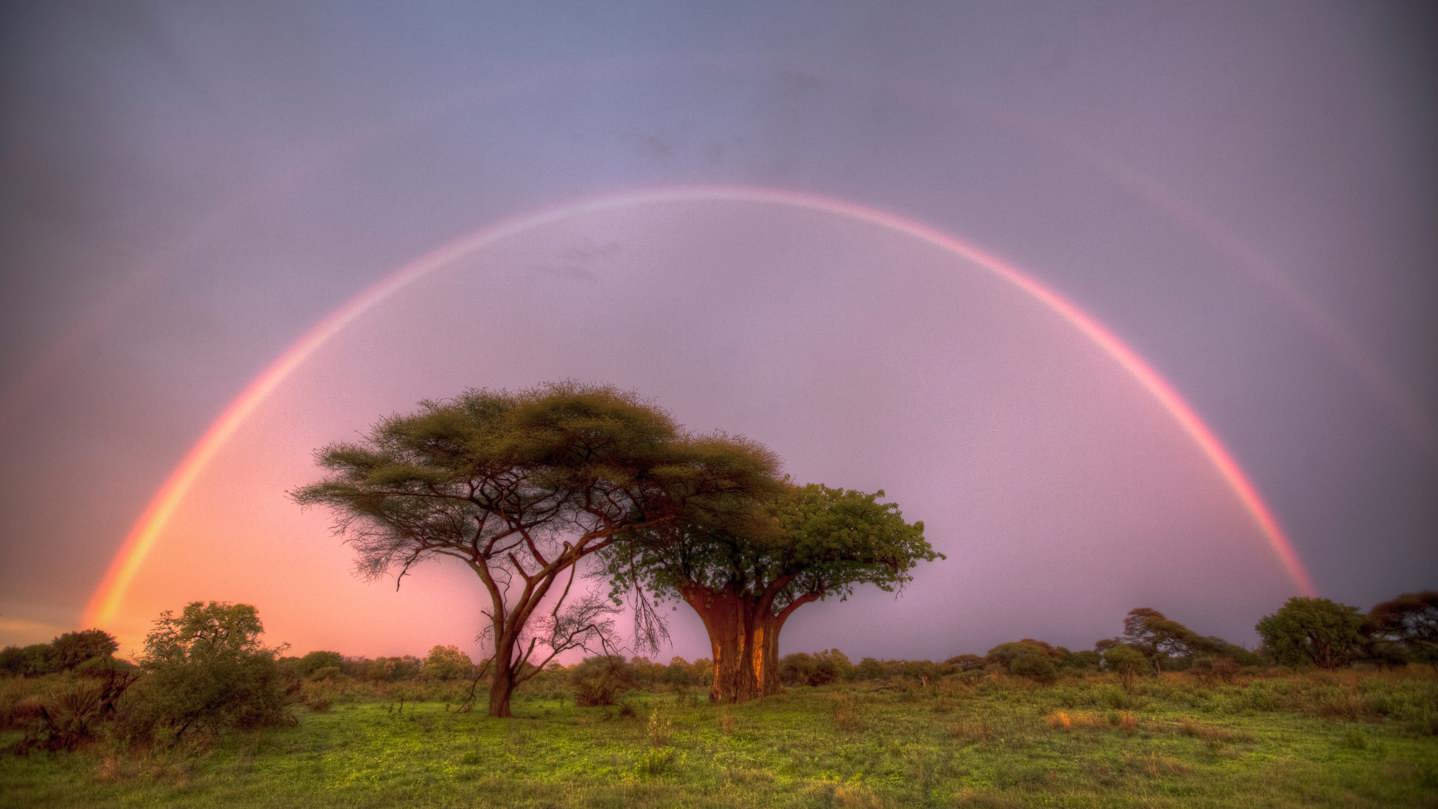 A stunning, vibrant double rainbow arching over the savanna trees at Mombo Camp, Okavango Delta after a rain shower, with a soft pink and purple sky.