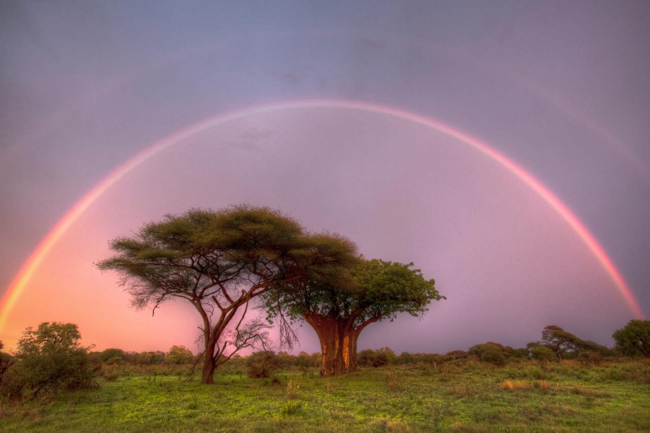 A stunning, vibrant double rainbow arching over the savanna trees at Mombo Camp, Okavango Delta after a rain shower, with a soft pink and purple sky.