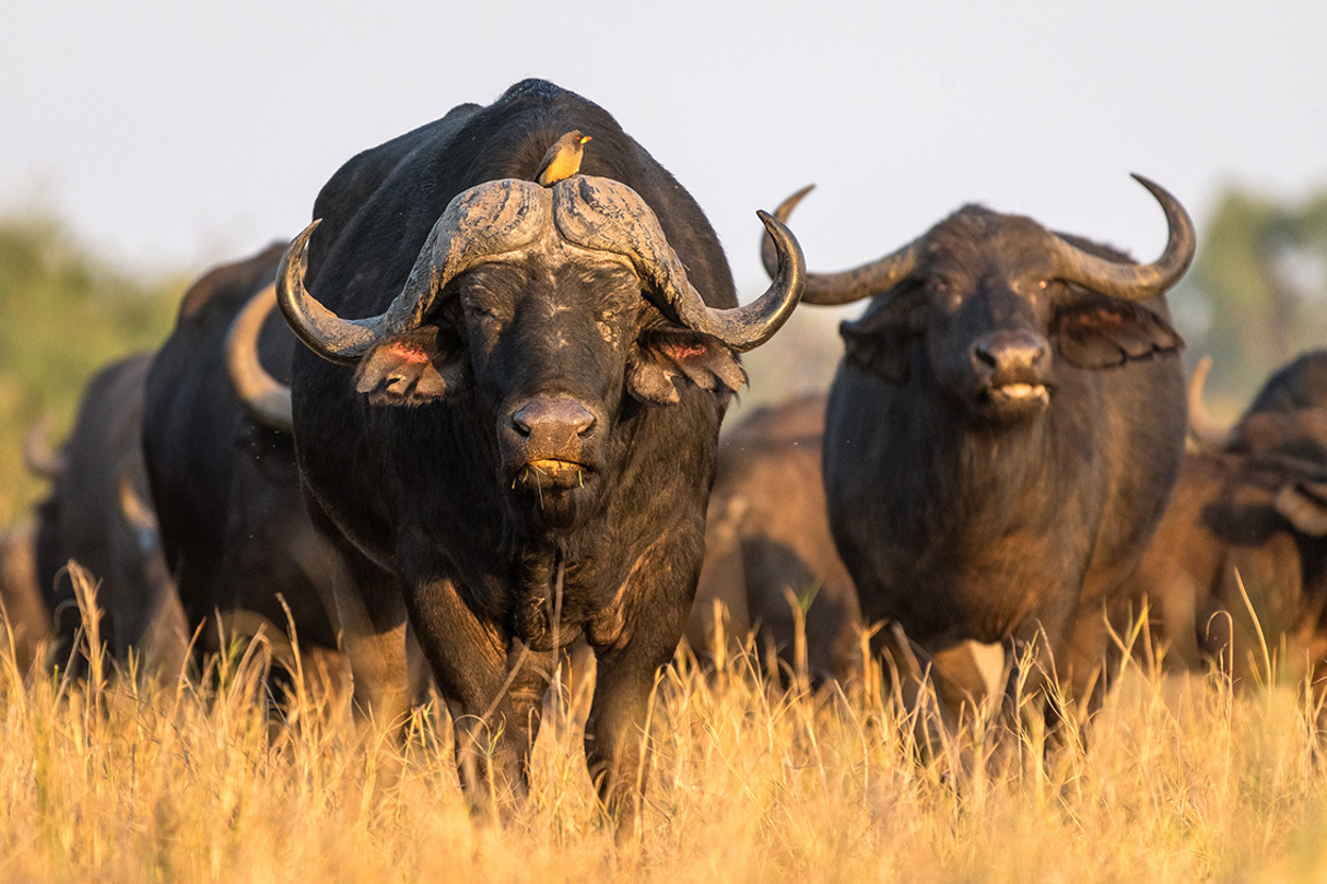 Wilderness Botswana Okavango Wildlife Buffalo