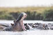 A pod of hippos in the water with one mouth open in full display