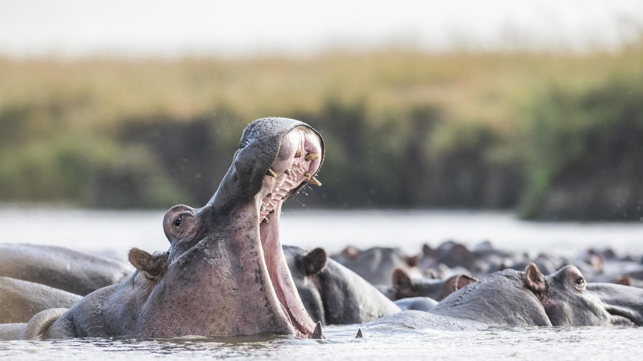 A pod of hippos in the water with one mouth open in full display