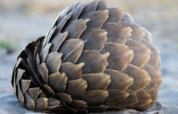 Scales of a pangolin coiled in a ball Wilderness