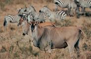 Eland and Zebra in the Serengeti Tanzania