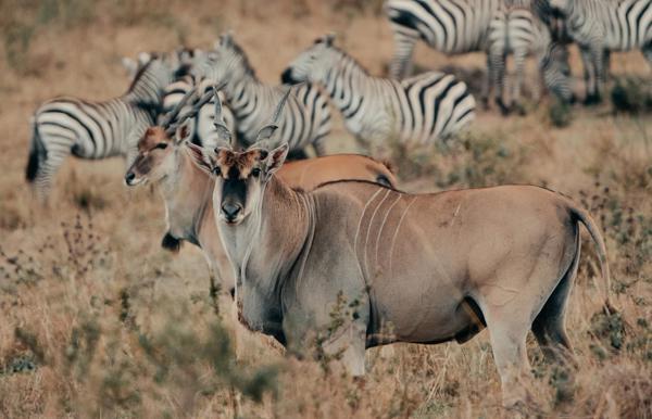 Eland and Zebra in the Serengeti Tanzania