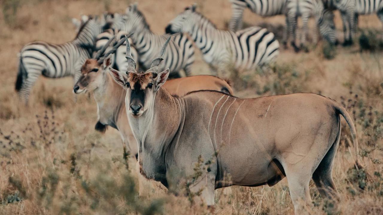 Eland and Zebra in the Serengeti Tanzania