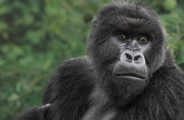 Mountain Gorilla at Wilderness Bisate Rwanda