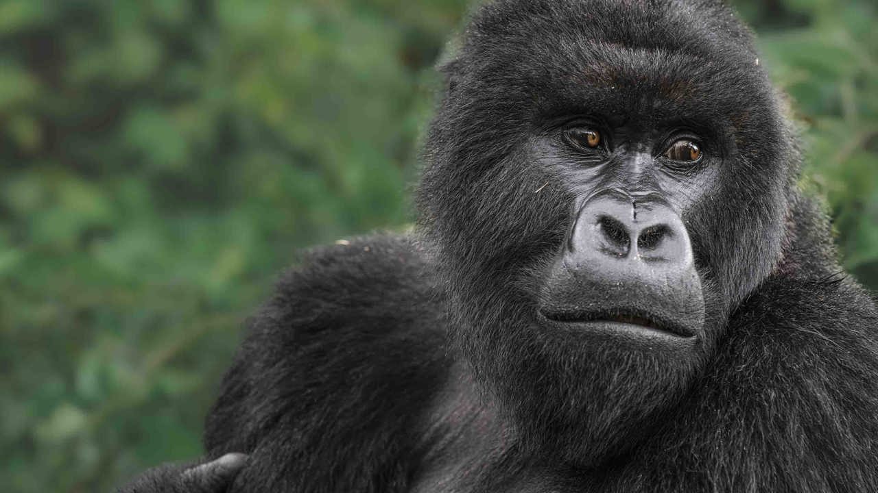 Mountain Gorilla at Wilderness Bisate Rwanda