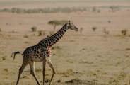 A giraffe galloping across the Serengeti in Tanzania