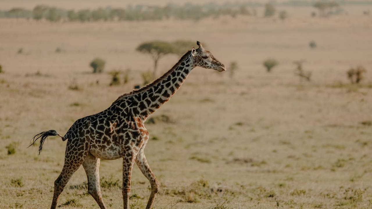 A giraffe galloping across the Serengeti in Tanzania