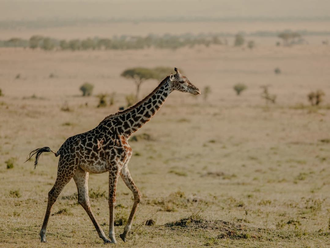 A giraffe galloping across the Serengeti in Tanzania