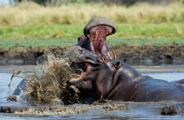 Wilderness Shumba Zambia Hippo Fighting