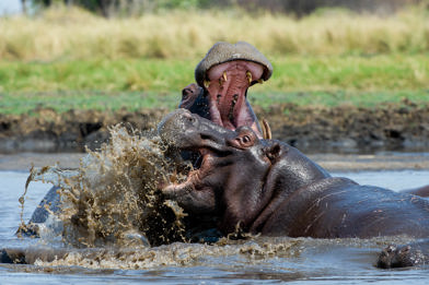 Wilderness Shumba Zambia Hippo Fighting