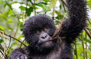 Wilderness Sabinyo Rwanda Wildlife Gorilla