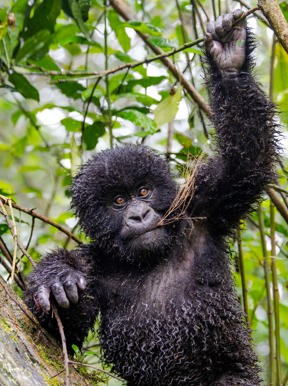 Wilderness Sabinyo Rwanda Wildlife Gorilla