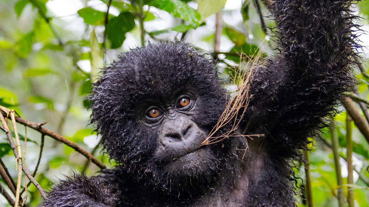 Wilderness Sabinyo Rwanda Wildlife Gorilla
