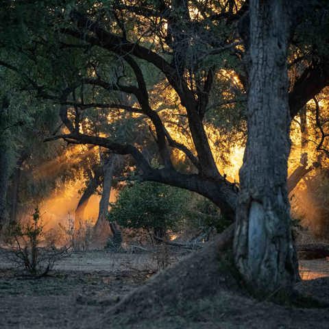 Magical trees and safari at Wilderness Chikwenya