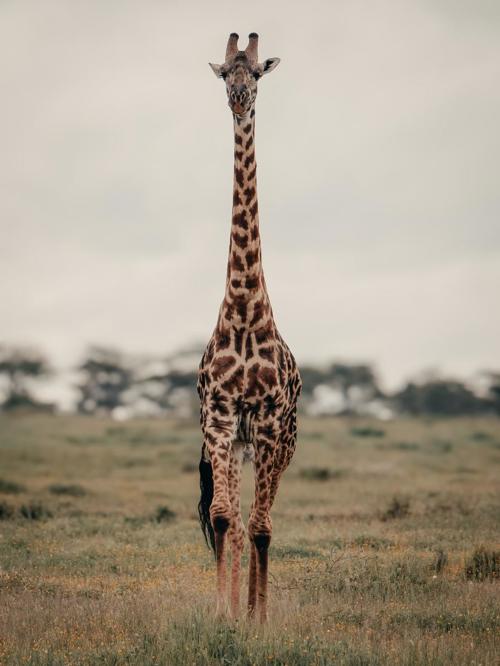 Close-up of a giraffe walking in Tanzania