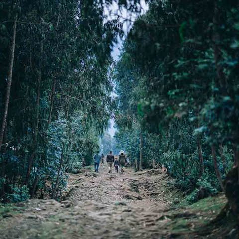 Guided nature trails exploring the Rwanda rainforest