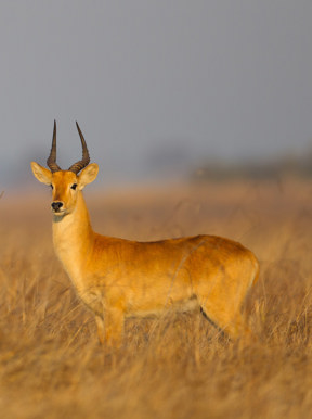 Wilderness Busanga Bush Camp Zambia Wildlife Puku