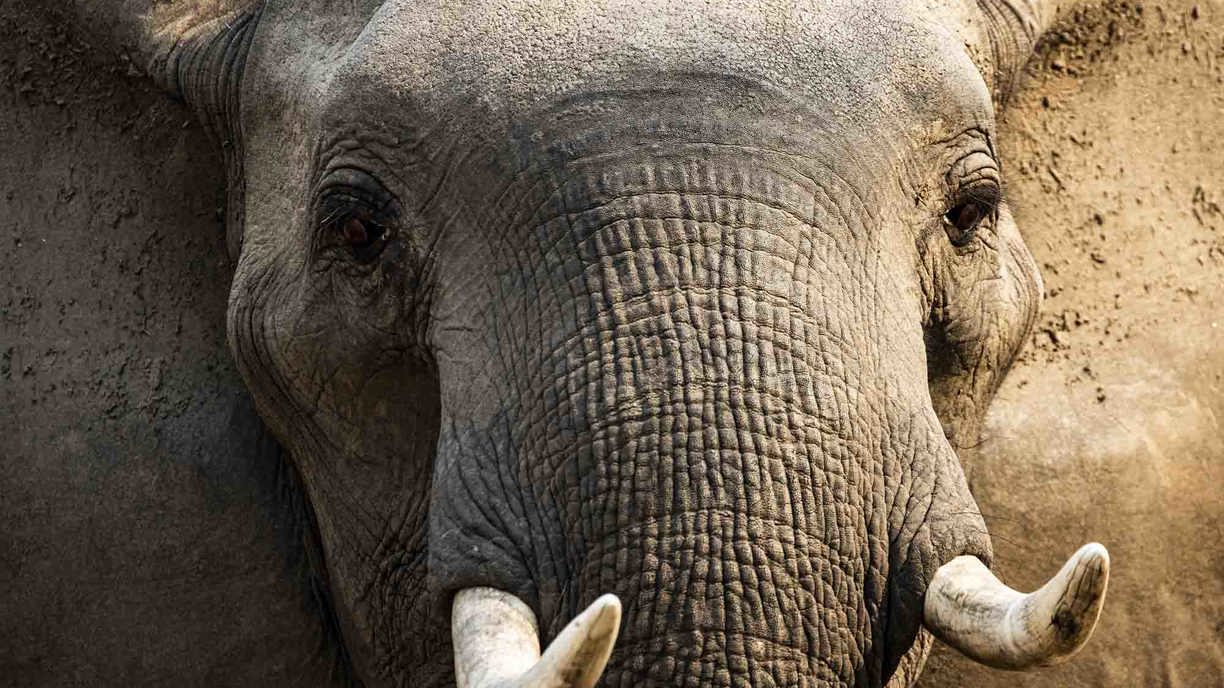 Close up of elephants face at Wilderness Mana Pools 