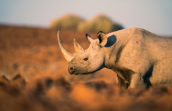 Rhino roaming the desert plains of Namibia