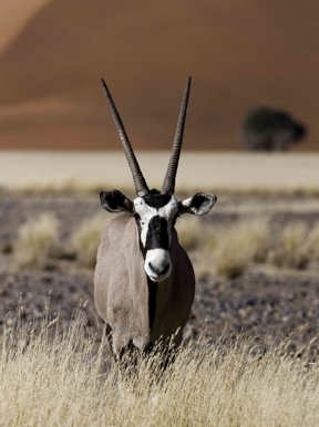 Wilderness Little Kulala Namibia Wildlife Oryx