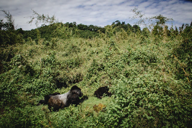 Exclusive Rwanda
