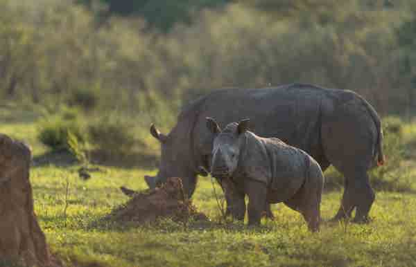 Rhino mother and calf seen grazing near Wilderness Magashi Peninsula in Rwanda