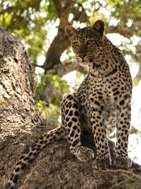 Wilderness Little Ruckomechi Zimbabwe Wildlife Leopard
