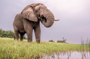 A close up of an elephant drinking water from the lake in Akagera National Park, photo taken from a boat