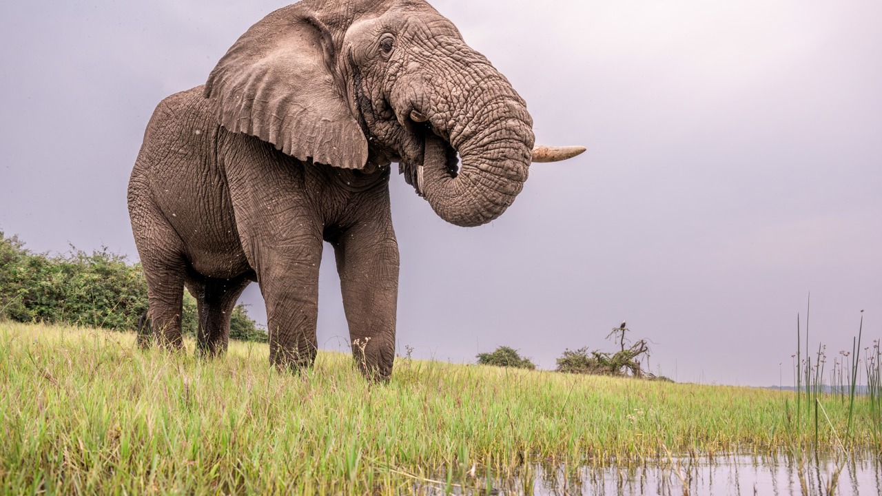 A close up of an elephant drinking water from the lake in Akagera National Park, photo taken from a boat