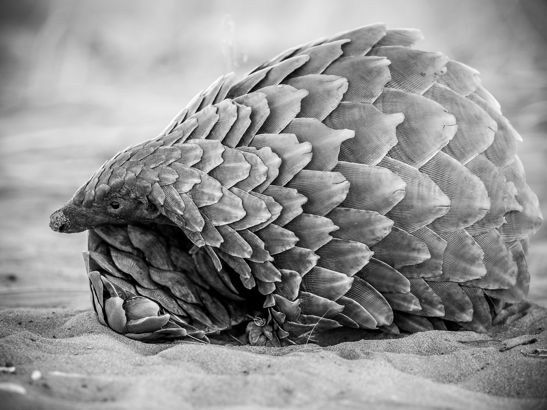 Pangolin the most trafficked animal in Africa