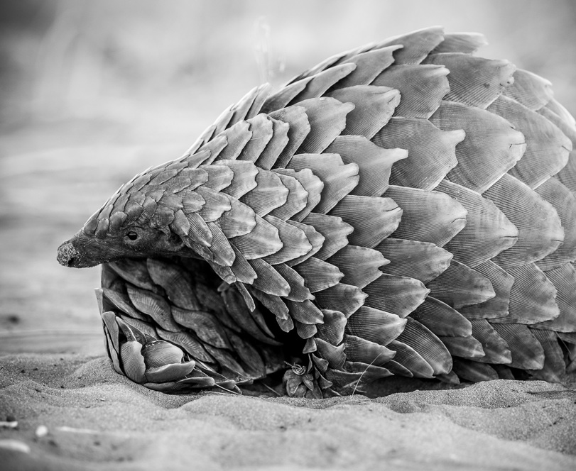Pangolin the most trafficked animal in Africa