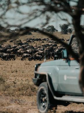Herds of wildebeest in focus in the middle distance, a branded Wilderness vehicle in the foreground.