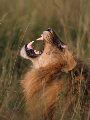 Male lion roaring to moark his territory in Akagera National Park Rwanda