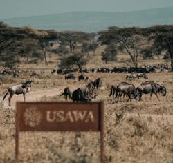 A sign that says "Usawa" in the foreground of a savannah plain, with herds of wildebeest (gnu) in the background. 