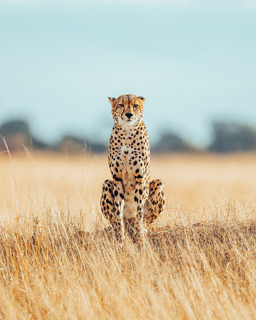 Wilderness Hwange Wildlife Cheetah